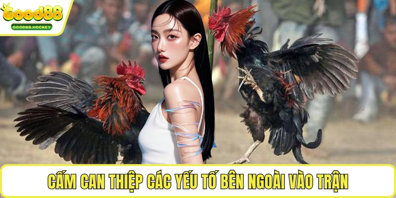 Luật đá gà Philippines Cấm can thiệp các yếu tố bên ngoài vào trận
