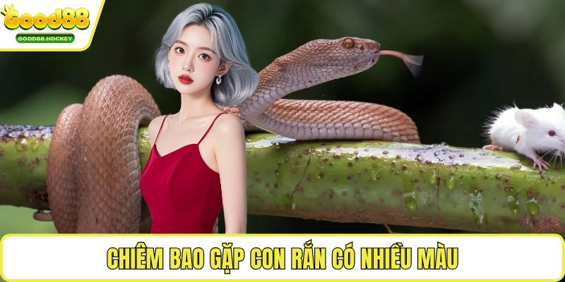 Mơ thấy rắn Chiêm bao gặp con rắn có nhiều màu