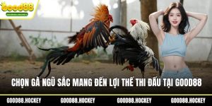 Chọn gà ngũ sắc