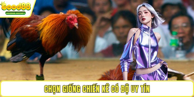 Chọn gà ngũ sắc Chọn giống chiến kê có độ uy tín