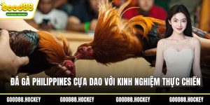 Đá gà Philippines cựa dao