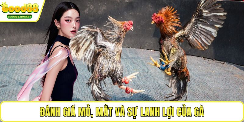 Kinh nghiệm chọn gà cựa sắt Đánh giá mỏ, mắt và sự lanh lợi của gà