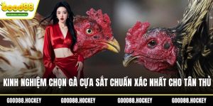 Kinh nghiệm chọn gà cựa sắt