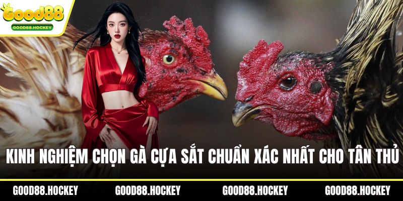 Kinh nghiệm chọn gà cựa sắt
