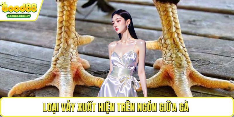 Vảy gà án thiên Loại vảy xuất hiện trên ngón giữa gà