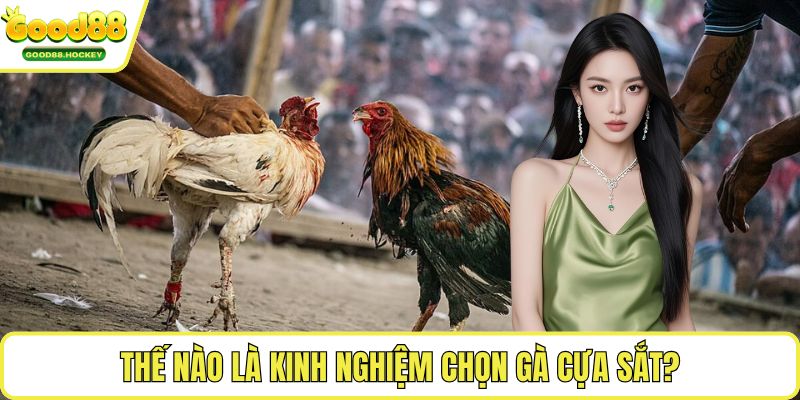 Kinh nghiệm chọn gà cựa sắt Thế nào là kinh nghiệm chọn gà cựa sắt