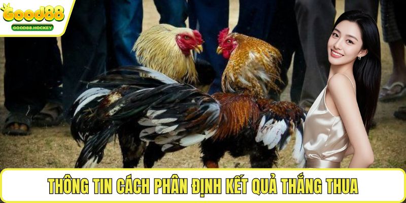 Đá gà Philippines cựa dao Thông tin cách phân định kết quả thắng thua