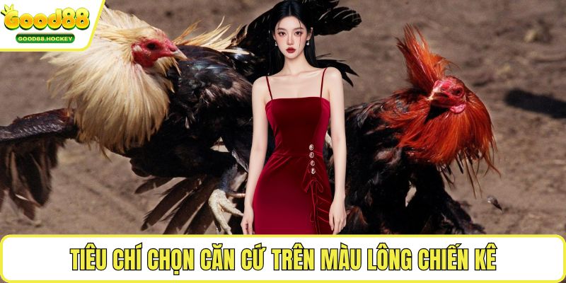 Chọn gà ngũ sắc Tiêu chí chọn căn cứ trên màu lông chiến kê
