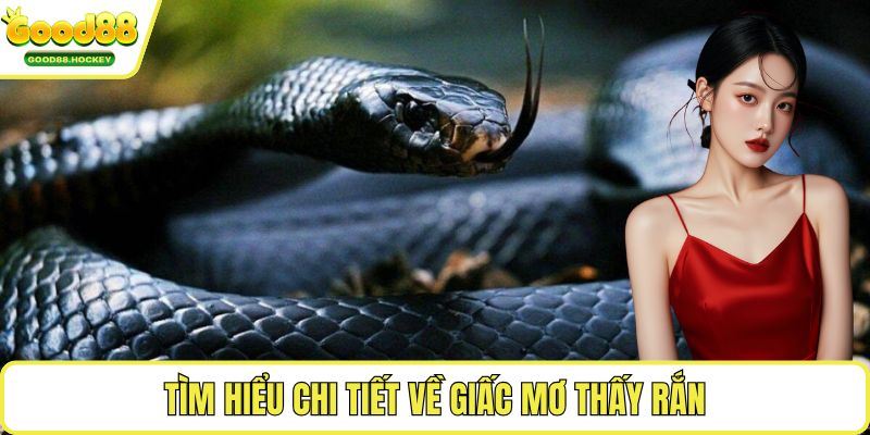 Mơ thấy rắn Tìm hiểu chi tiết về giấc mơ thấy rắn