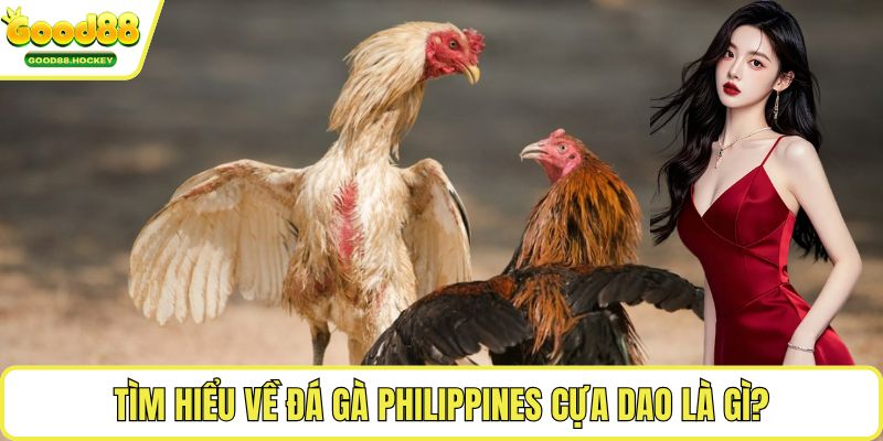 Đá gà Philippines cựa dao Tìm hiểu về đá gà Philippines cựa dao là gì