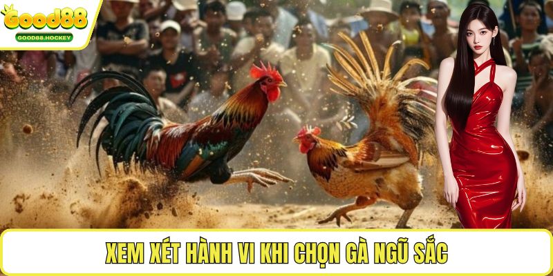 Chọn gà ngũ sắc Xem xét hành vi khi chọn gà ngũ sắc